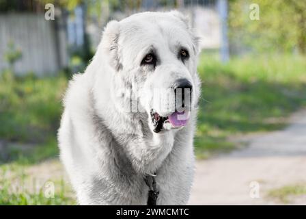 ritratto ravvicinato di un alabai bianco di razza grande cane, Foto Stock