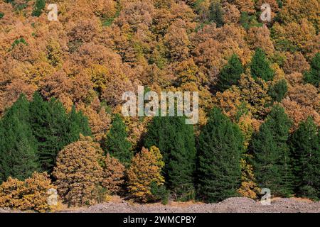 Fogliame autunnale di un bosco misto nel Parco dell'Etna, Sicilia, Italia Foto Stock