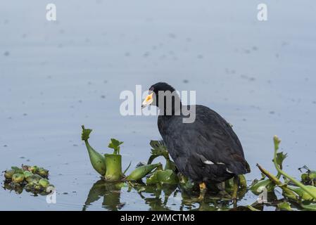 Standing American Coot (Fulica americana) in Colombia Foto Stock