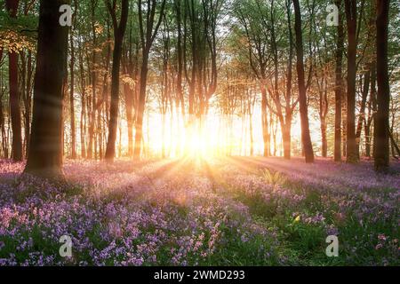 Incredibile alba attraverso la foresta di campanili e gli alberi con raggi di sole e fiori selvatici in primavera. Bosco nell'Hampshire Inghilterra Regno Unito Foto Stock