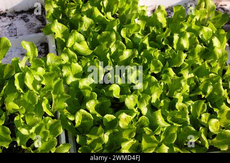 Molte piantine di foglie di lattuga giovani sono disponibili per l'acquisto e possono essere piantate in giardino Foto Stock