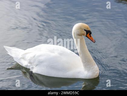 Il maestoso cigno bianco per adulti (Cygnus olor) abbellisce le rive di Bull Island, la sua presenza aggiunge eleganza al paesaggio costiero di Dublino. Foto Stock