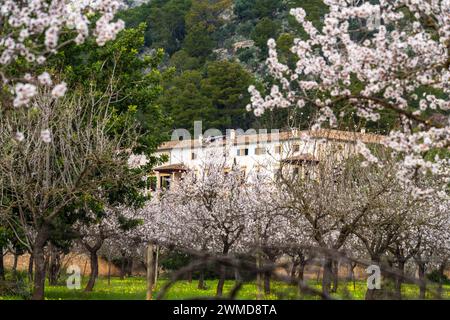 Raixa, proprietà pubblica, comune di Bunyola, Maiorca, Isole Baleari, Spagna Foto Stock