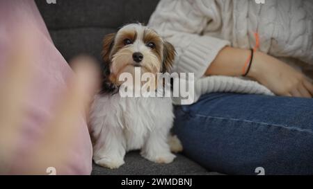 Giovane donna ispanica seduta con il suo bel biewer yorkshire terrier in casa. Foto Stock