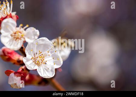 I ciliegi fioriscono in primavera nel giardino, concentrazione selettiva. Bella sfocatura di una lanterna Foto Stock