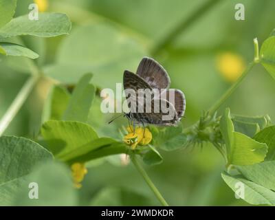 Una vista ventrale di Lampides boeticus, la farfalla blu pisello o blu a coda lunga. Foto Stock