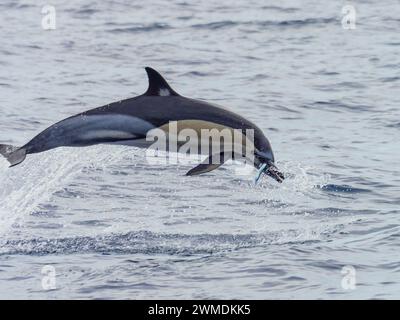 Un delfino che salta in comune, Delphinus delphis. Foto Stock