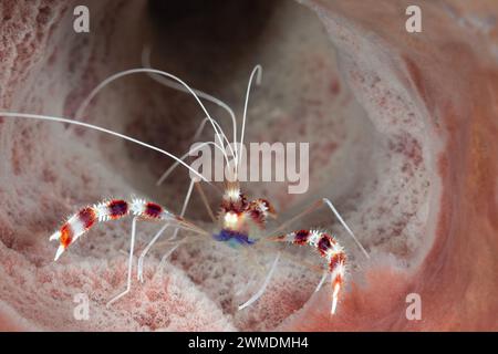 Vista macro ravvicinata dei gamberetti con striscioni sulla spugna Foto Stock