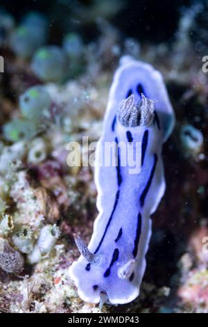 Vista macro del colorato nudibranco viola, della Nudibranchia, delle lumache marine che strisciano lungo la barriera corallina tropicale Foto Stock