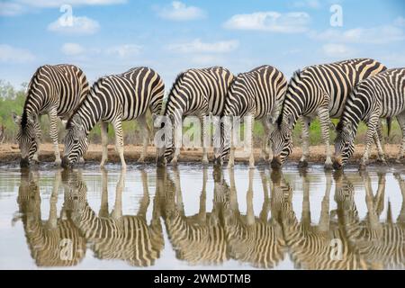 Le zebre di Burchell, Equus quagga burchellii, in un pozzo d'acqua, la riserva di caccia Mashatu, Botswana Foto Stock