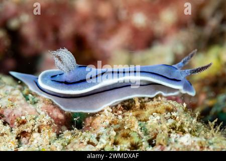 Vista macro del colorato nudibranco viola, della Nudibranchia, delle lumache marine che strisciano lungo la barriera corallina tropicale Foto Stock