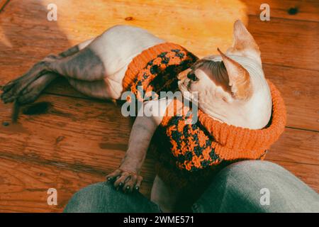 La specie di gatto grigio della specie canadese sdraiata sul pavimento, mettendo una zampa sulle ginocchia dell'uomo. Contatto tra un animale domestico e il filtro cinematografico del proprietario. Insieme. Foto Stock