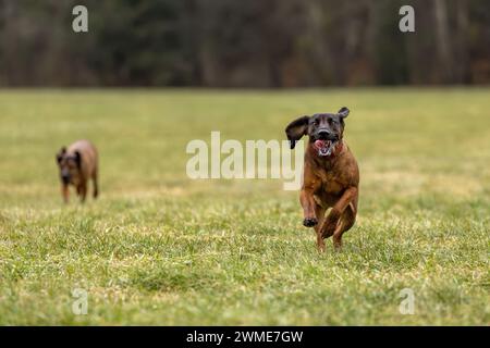 Un cane da montagna bavarese che gioca su un prato all'aperto Foto Stock