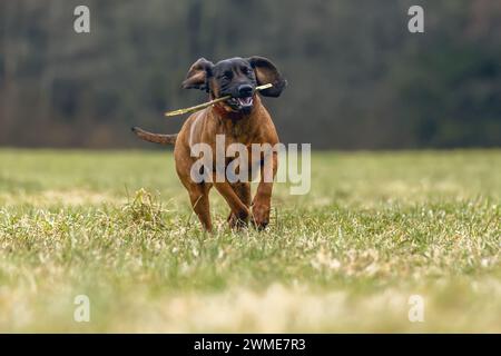 Un cane da montagna bavarese che gioca su un prato all'aperto Foto Stock