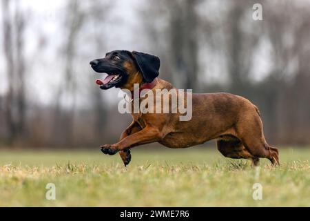 Un cane da montagna bavarese che gioca su un prato all'aperto Foto Stock