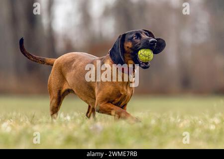 Un cane da montagna bavarese che gioca su un prato all'aperto Foto Stock