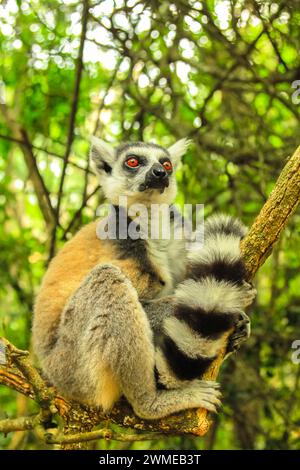 Lemuro di coda di rondine del Madagascar seduto su un albero nella foresta. scatto verticale. Foto Stock