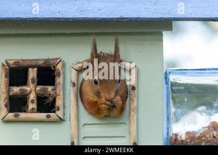 Un piccolo scoiattolo rosso che gli fa uscire la testa da un alimentatore di arachidi Foto Stock