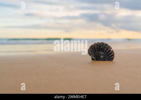 La conchiglia solitaria si trova in evidenza sulle sabbie lisce sullo sfondo dell'oceano Foto Stock