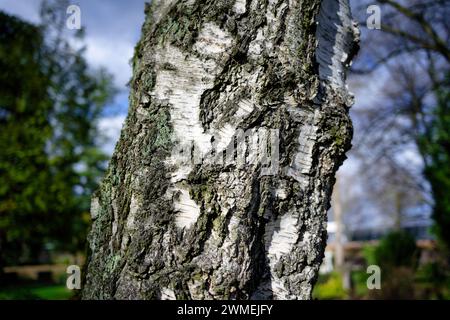 tronco storto di un vecchio albero di betulla alla luce del sole di fronte a un paesaggio primaverile sullo sfondo sfocato Foto Stock