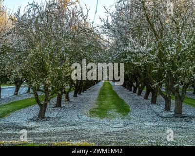 Le abbondanti piogge e le temperature calde portano all'inizio della primavera nei frutteti di mandorle nella Central Valley della California, nel febbraio 2024 Foto Stock