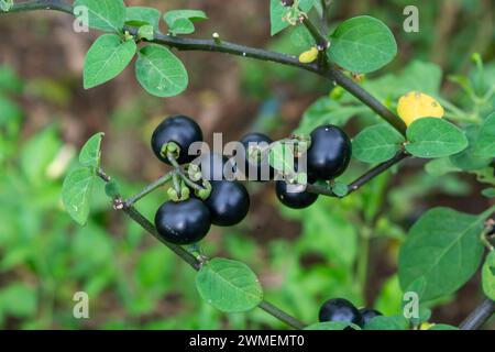 Pianura di piccole piante intorno alla casa Foto Stock