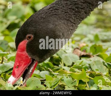 Immagine ritratto di un cigno nero (Cygnus atratus). I cigni neri sono un iconico uccello australiano, l'emblema dell'Australia Occidentale, Foto Stock