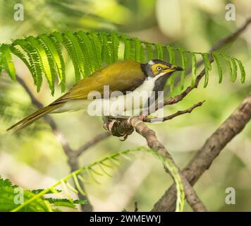 Donna con faccia blu (Entomyzon cyanotis), anche colloquialmente conosciuta come il bananabird, femminile come un viso di colore giallo verdastro. Queensland, A. Foto Stock