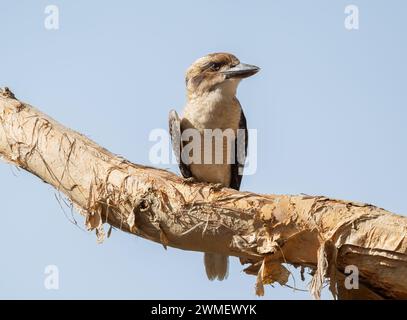 Kookaburra, (specie Dacelo novaeguineae), uccello australiano orientale della famiglia kingfisher (Alcedinidae), il cui richiamo suona come una rissa fienda. Foto Stock