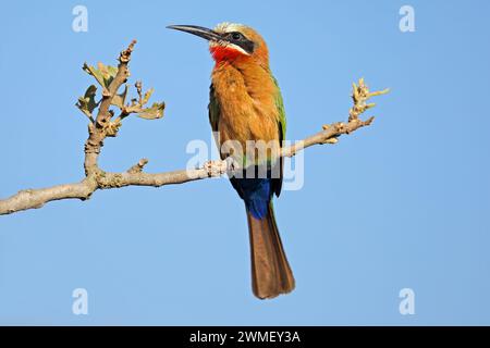 Un mangiatore di api dalla facciata bianca (Merops bullockoides) arroccato su un ramo, il Kruger National Park, Sudafrica Foto Stock