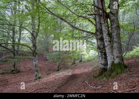 GR20 percorso a lunga percorrenza, Sierra de Aralar, Navarra, spagna Foto Stock