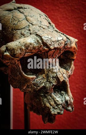 Sahelanthropus tchadensis, Tumai, replica cranio, Museo Comarcal de Molina de Aragón, Guadalajara, Spagna Foto Stock