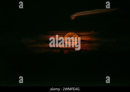 Luna piena di colore arancione che si innalza sull'orizzonte dietro la foresta nelle prime ore della sera in inverno. Foto Stock