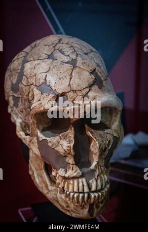 Homo neanderthalensis, la Ferrassie replica cranio, Museo Comarcal de Molina de Aragón, Guadalajara, Spagna Foto Stock