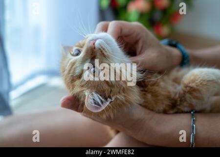 Mani femminili che giocano con un gattino arancione Foto Stock