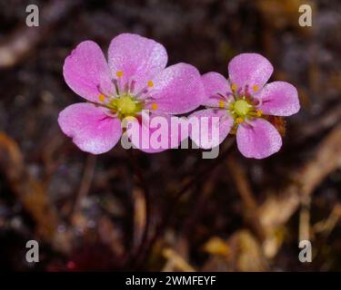 Fiori rosa della bellissima rugiada pigmea (Drosera pulchella), nell'habitat naturale del sud-ovest dell'Australia occidentale Foto Stock