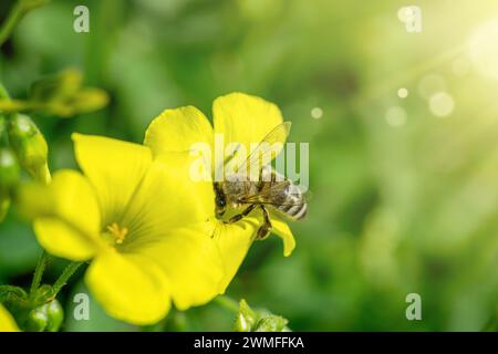 Api mellifere che raccolgono polline e nettare da fiori gialli in una giornata di primavera assolata Foto Stock