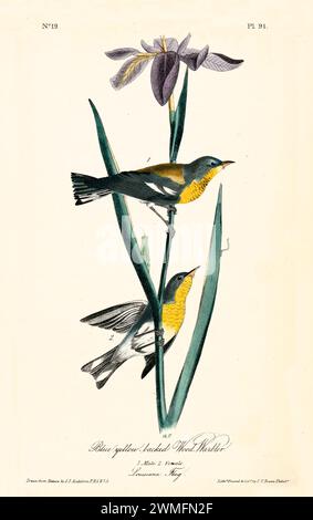 Vecchia illustrazione incisa della parula in legno con sfondo giallo blu (Setophaga americana). Creato da J.J. Audubon: Birds of America, Philadelphia, 1840. Foto Stock