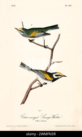 Vecchia illustrazione incisa della parula palude alata d'oro (Vermivora chrysoptera). Creato da J.J. Audubon: Birds of America, Philadelphia, 1840. Foto Stock