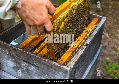 Una cornice di favo pieno di api rimosse dall'alveare. foto di concetto apicoltura o apicoltura. Foto Stock