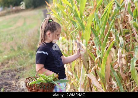 ragazza che tiene orecchie di mais raccolto dal campo di mais pronto per cucinare, foto con spazio per il testo Foto Stock