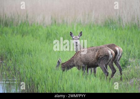 Cervo rosso (Cervus elaphus) che si forgia nelle aiuole Foto Stock