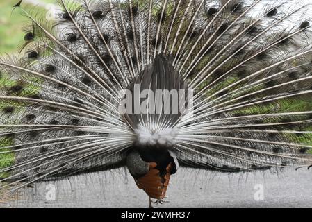 Visualizzazione del pavone indiano (Pavo cristatus) visto da dietro Foto Stock