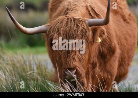 I caratteristici capelli lunghi della mucca delle Highland li mantengono caldi in inverno, proteggono gli occhi dalle mosche e contribuiscono al loro aspetto mozzafiato Foto Stock