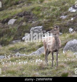 Giovane cervo rosso scozzese con palchi in velluto Foto Stock