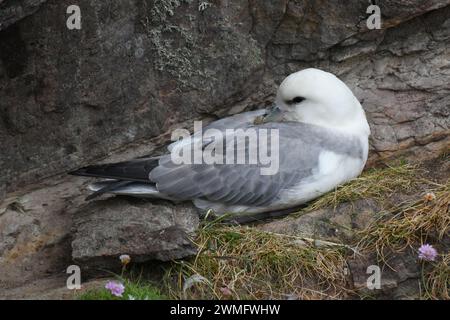 Fulmar settentrionale (Fulmarus glacialis) seduto sul nido Foto Stock