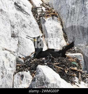 Shag europeo o shag comune (Gulosus aristotelis) nidificato su una scogliera di roccia Foto Stock