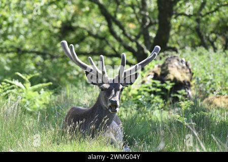 Cervo rosso cervo pascolato in una valle boscosa del fiume Foto Stock