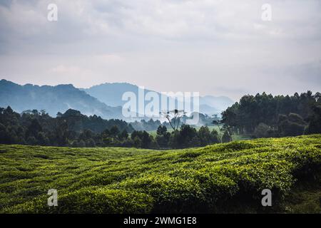 Lussureggiante terreno agricolo pieno di tè con colline lontane, Ruanda, Africa Foto Stock