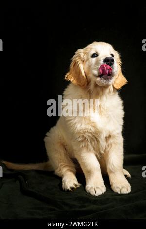Golden Retriever cucciolo Foto Stock